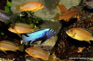 Metriaclima koningsi 'Likoma Island'